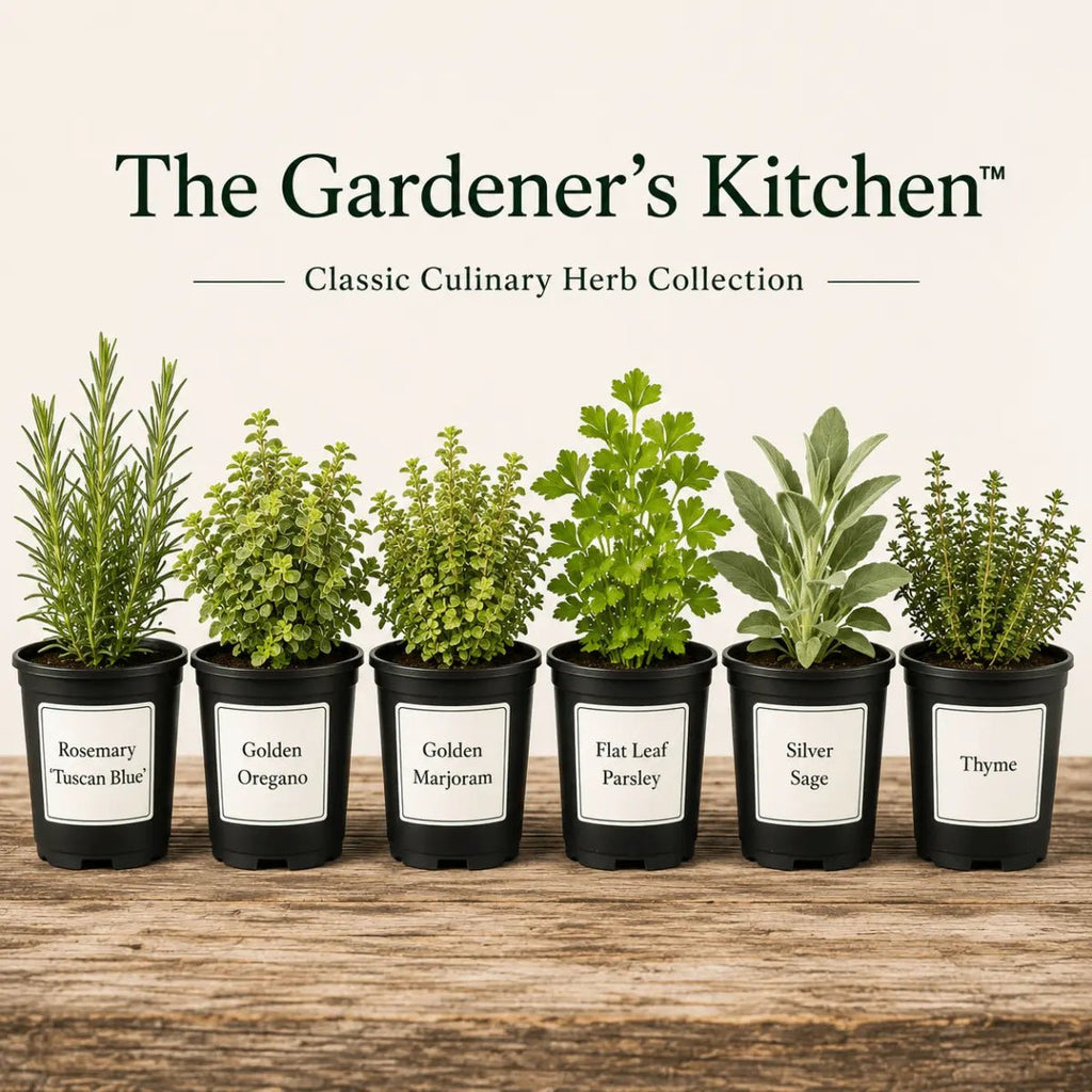 Herb Plants