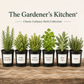 Herb Plants