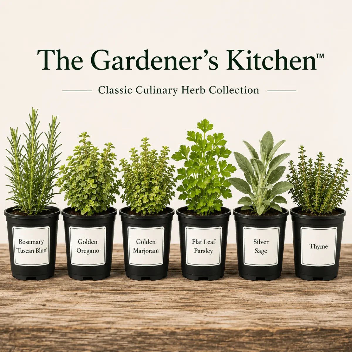 Herb Plants