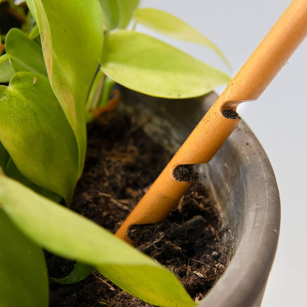 The Soil Checker - wooden soil probe to check soil moisture - SGP Garden Ltd
