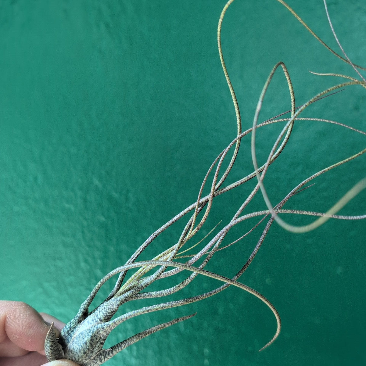 Tillandsia Butzii (Air Plant) - SGP Garden Ltd