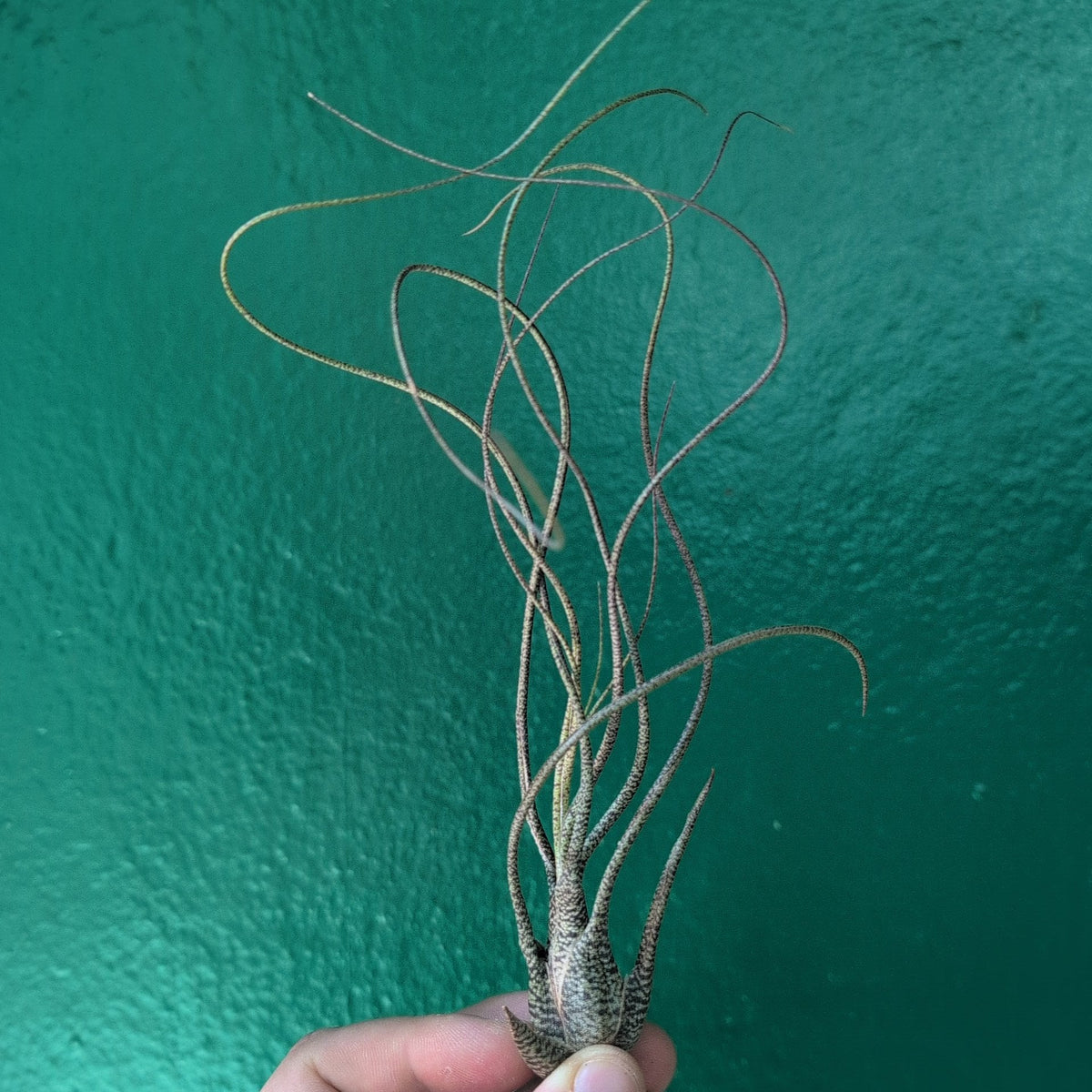 Tillandsia Butzii (Air Plant) - SGP Garden Ltd
