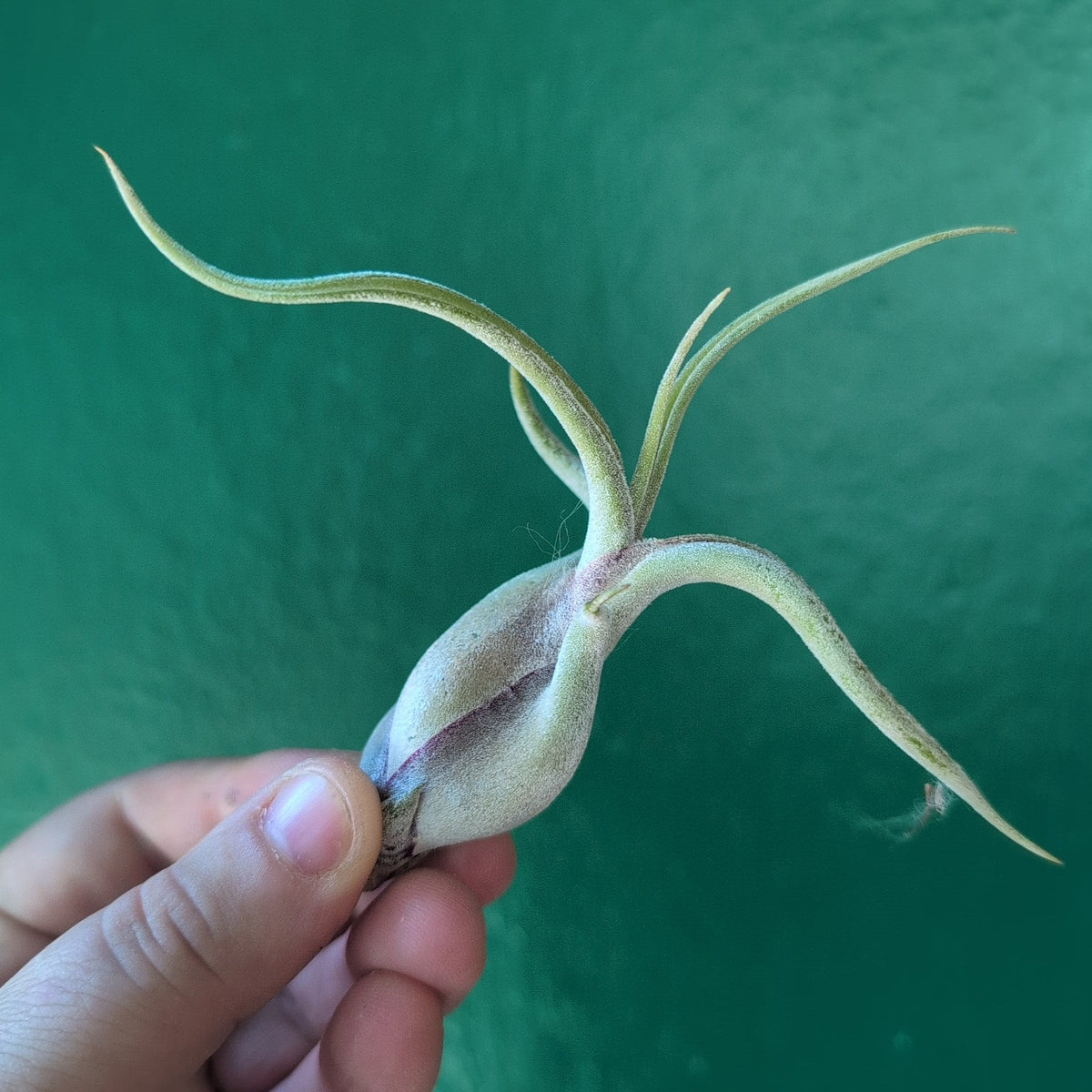 Tillandsia Caput Medusae (Air Plant) - SGP Garden Ltd