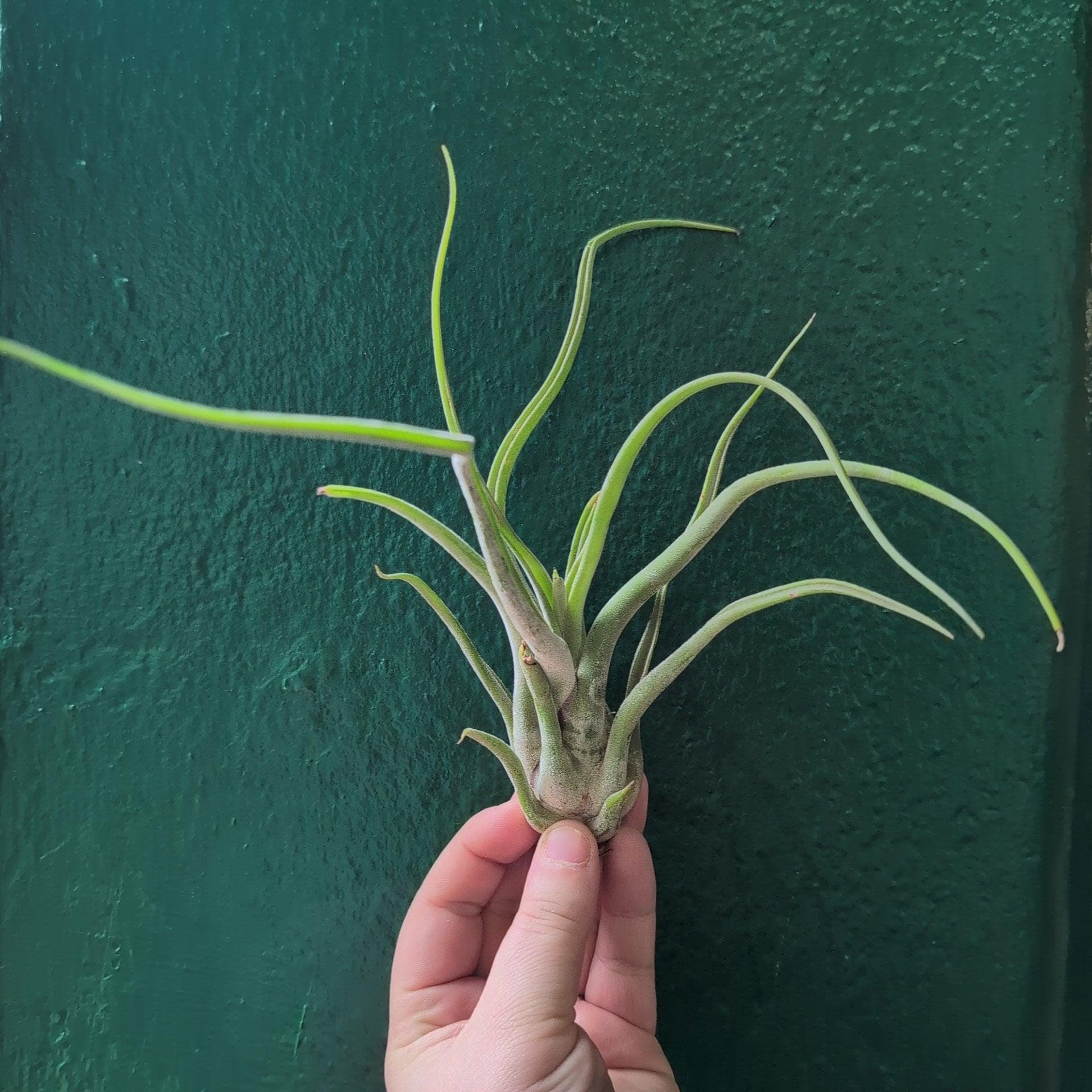 Tillandsia Caput Medusae (Air Plant) - SGP Garden Ltd