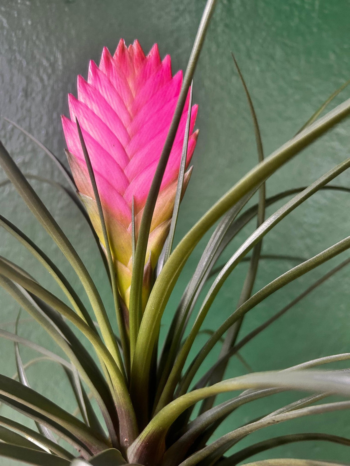 Tillandsia 'Cyanea' (Pink Quill Plant) - SGP Garden Ltd