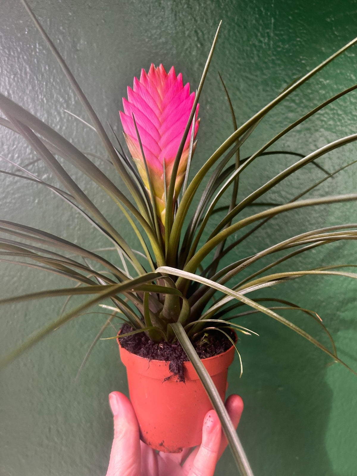 Tillandsia 'Cyanea' (Pink Quill Plant) - SGP Garden Ltd