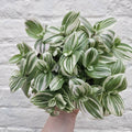 Tradescantia 'Brightness' (Inch Plant) - SGP Garden Ltd