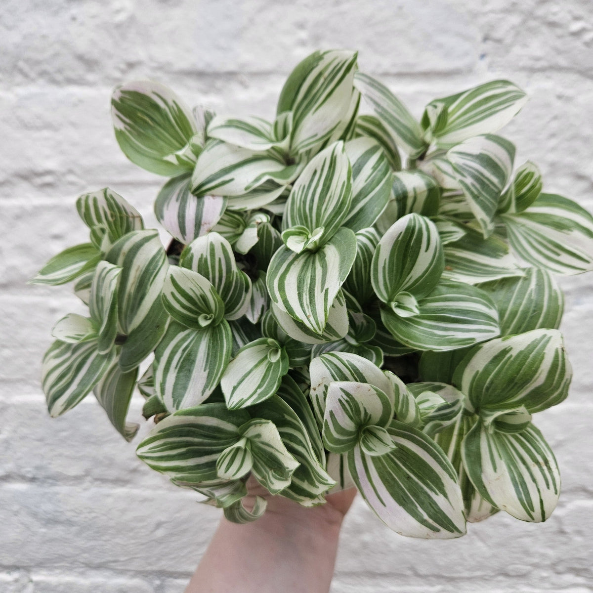 Tradescantia 'Brightness' (Inch Plant) - SGP Garden Ltd