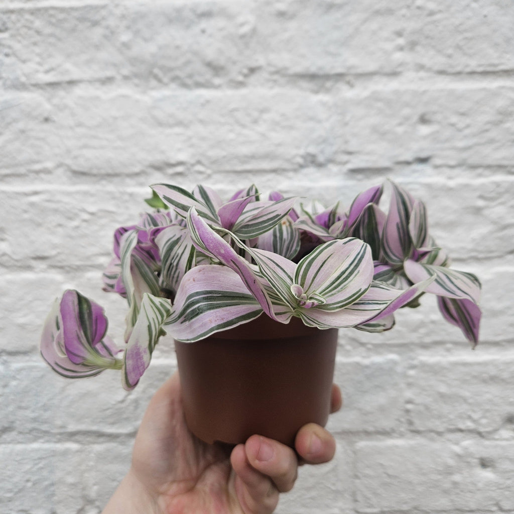 Tradescantia 'Sweetness' (Inch Plant) - SGP Garden Ltd