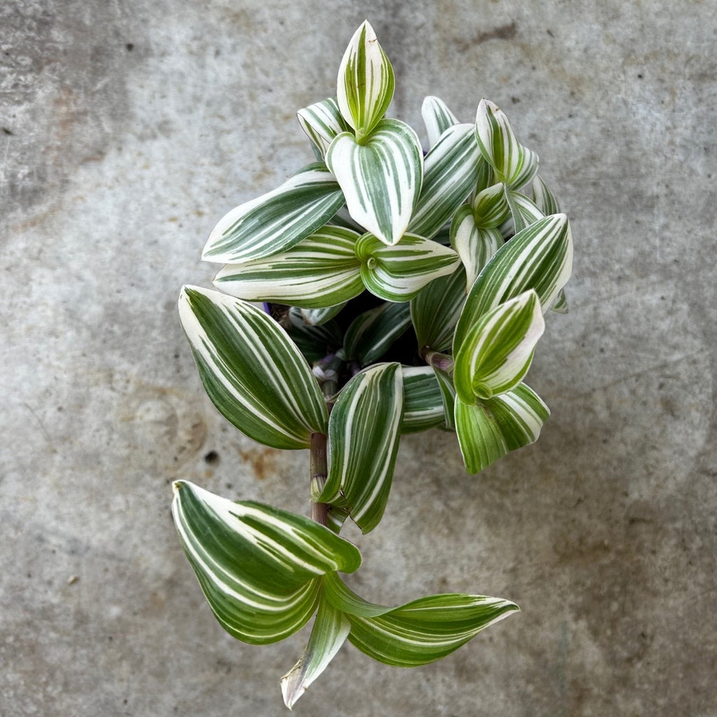 Tradescantia 'White Giant' (Inch Plant) - SGP Garden Ltd