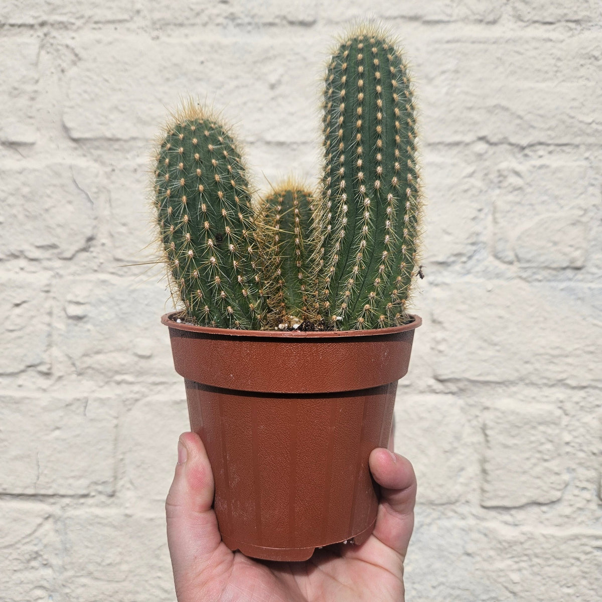 Vatricania guentheri (Red Fox Tail Cactus) - SGP Garden Ltd