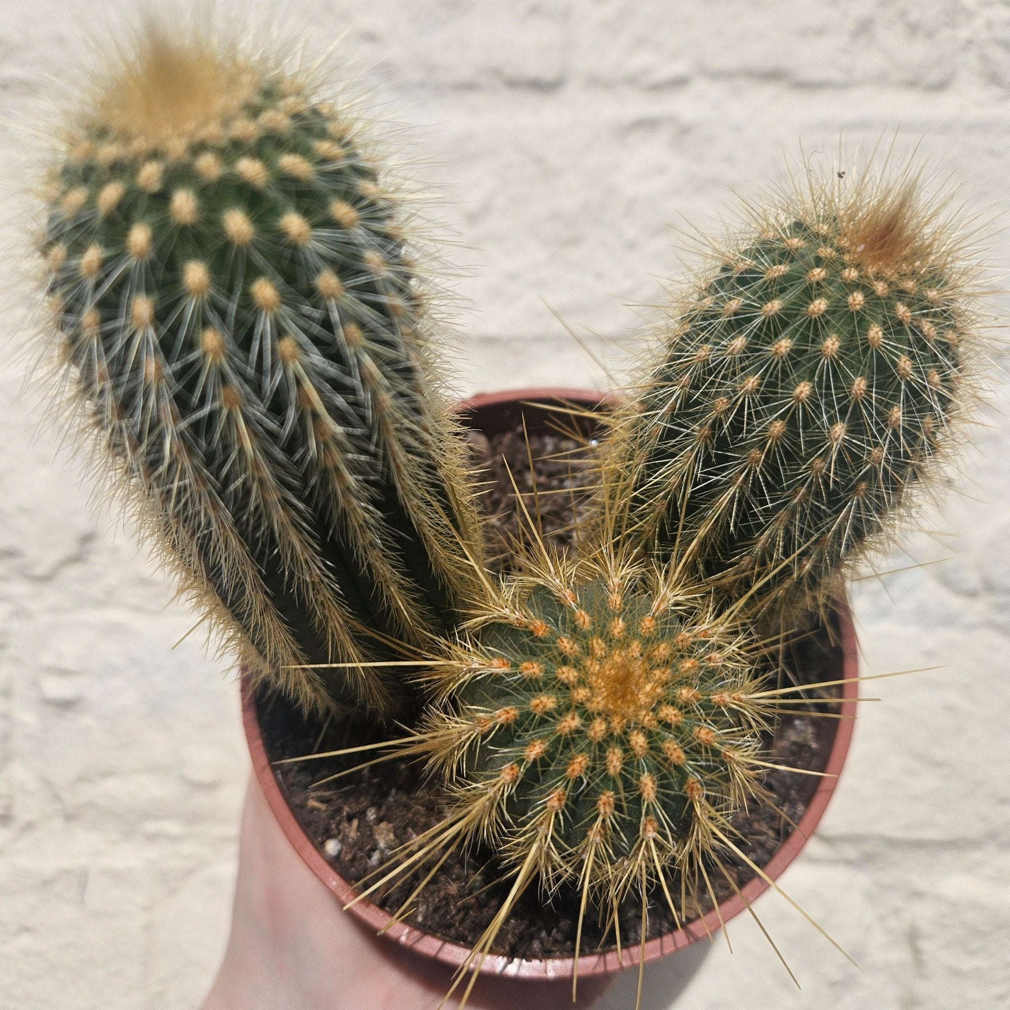 Vatricania guentheri (Red Fox Tail Cactus) - SGP Garden Ltd