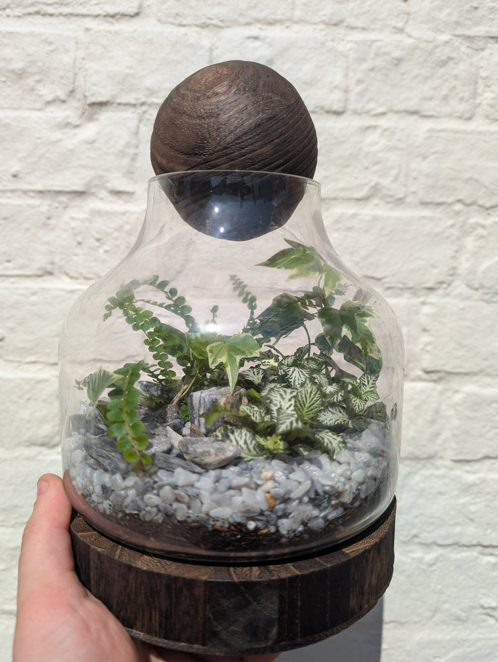 Wooden Ball Closed Terrarium - SGP Garden Ltd