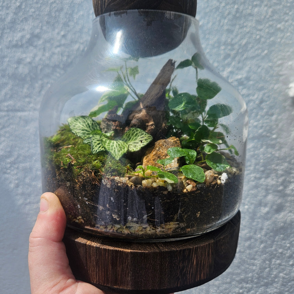 Wooden Ball Closed Terrarium - SGP Garden Ltd