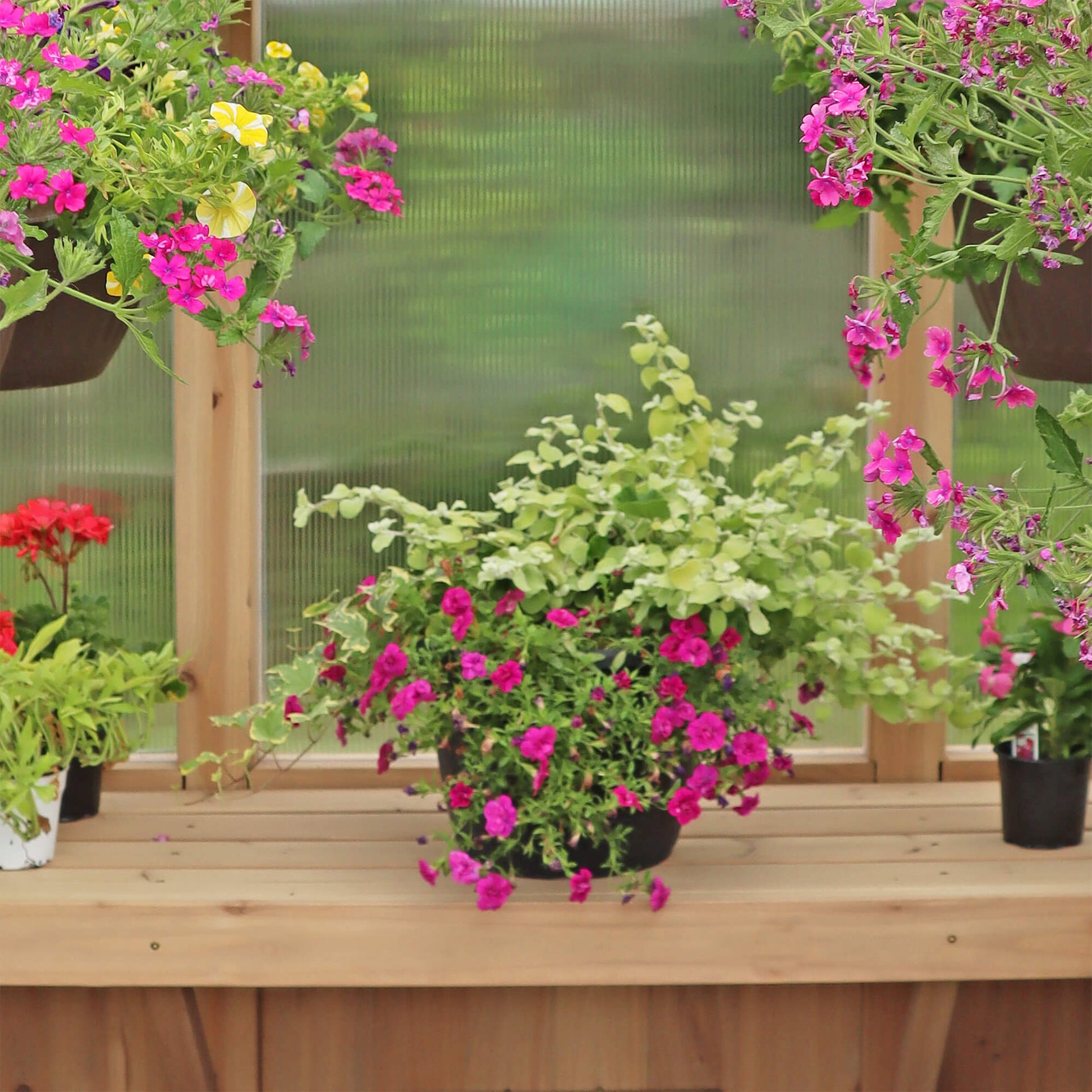 Yardistry Wooden Greenhouse 6.7ft x 6ft (2.3m x 2m) - SGP Garden Ltd